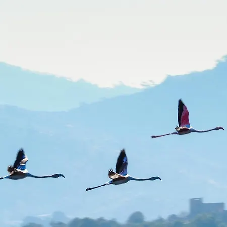 ホームステイ Agora