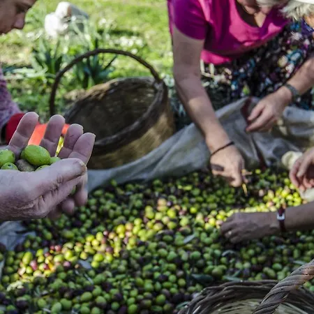 ホームステイ Agora Kapıkırı